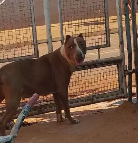 Homem encontra pit bull perdida no Centenário e procura a família