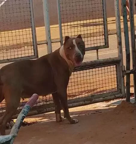 Homem busca família de pit bull encontrada no Centenário