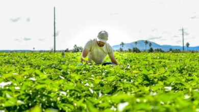 Políticas públicas de Boa Vista incentivam jovens agricultores ao crescimento e desenvolvimento rural