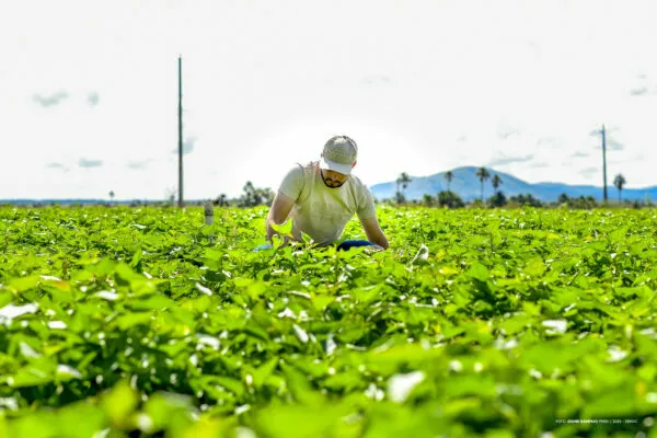 Incentivo a jovens agricultores impulsiona desenvolvimento rural em Boa Vista