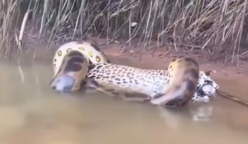 flagra de sucuri predando onça-pintada viraliza; imagem foi gerada por IA