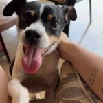 Família busca cachorro Pichulim desaparecido em Campo Grande
