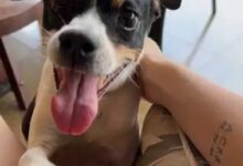Família busca cachorro Pichulim desaparecido em Campo Grande