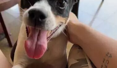 Família busca cachorro Pichulim desaparecido em Campo Grande