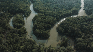 Justiça condena quatro pessoas por danos ambientais no sul do Amazonas