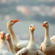 Os deuses gregos que interferiram na jornada épica de Odisseu