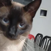 Recompensa por gato perdido sobe para R$ 3 mil no Rita Vieira