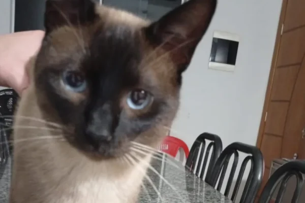 Recompensa por gato perdido sobe para R$ 3 mil no Rita Vieira