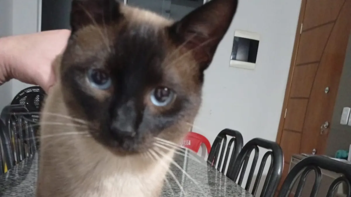Recompensa por gato perdido sobe para R$ 3 mil no Rita Vieira