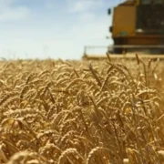 Estiagem ameaça produção de trigo em MS