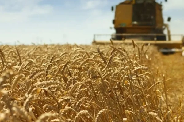 Estiagem ameaça produção de trigo em MS