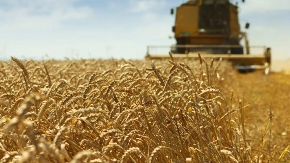 Estiagem ameaça produção de trigo em MS