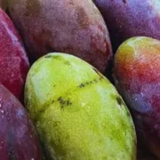 Ceasa/MS: Manga e mamão sobem; tomate e batata caem