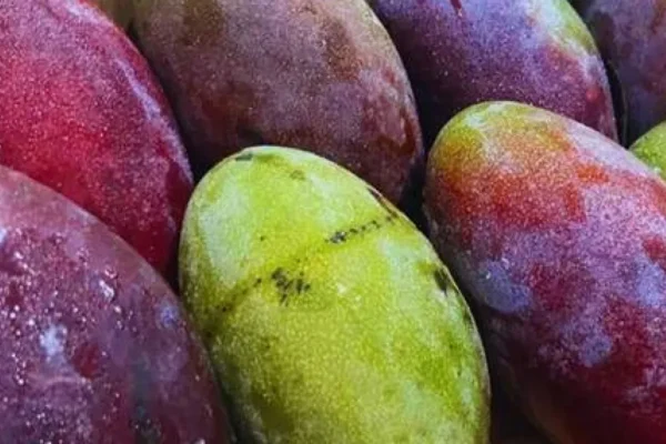 Ceasa/MS: Manga e mamão sobem; tomate e batata caem