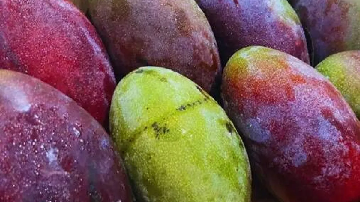 Ceasa/MS: Manga e mamão sobem; tomate e batata caem