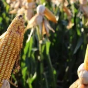 MS colhe 823 mil hectares de milho, mas segue atrás da safra anterior