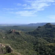 Pantanal reduz desmate em 65% e Cerrado cai 11,5%