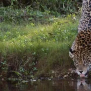 Seca no Pantanal: auge é a melhor época para ver onças