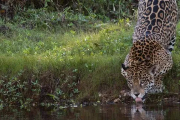 Seca no Pantanal: auge é a melhor época para ver onças
