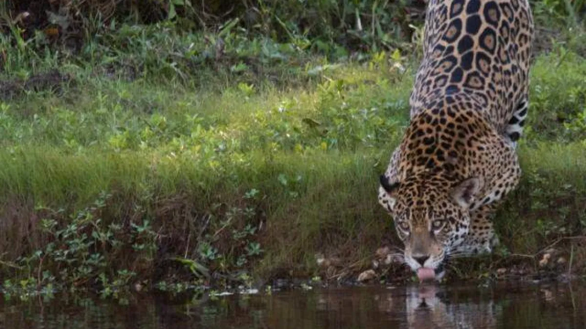 Seca no Pantanal: auge é a melhor época para ver onças