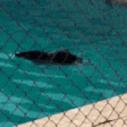 Queixada cai em piscina da UFMS e é resgatada em Corumbá
