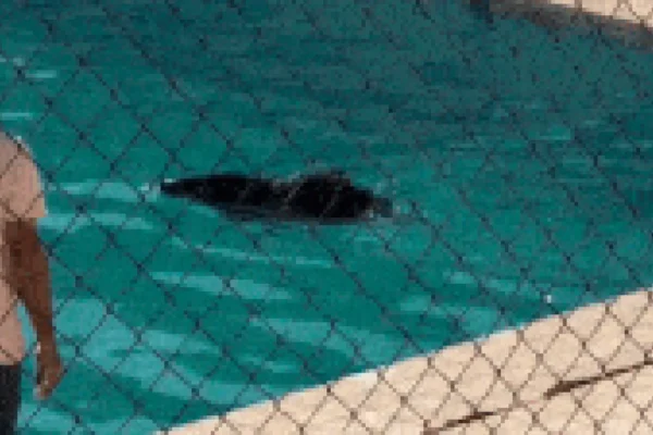 Queixada cai em piscina da UFMS e é resgatada em Corumbá