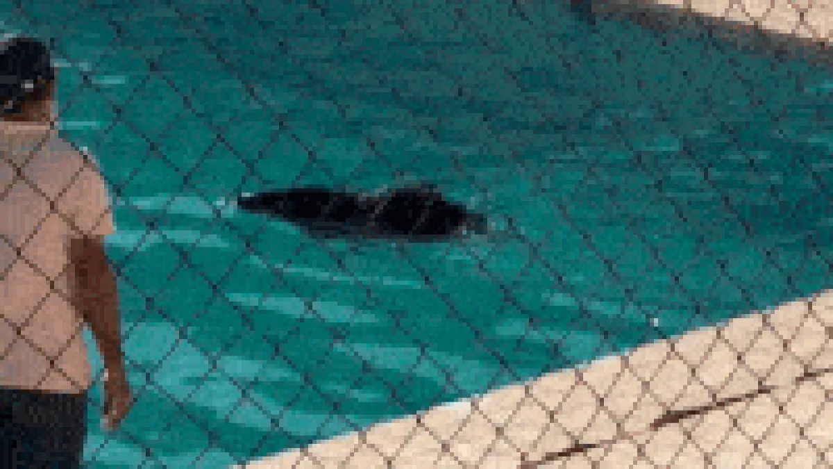 Queixada cai em piscina da UFMS e é resgatada em Corumbá